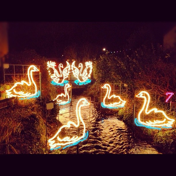 @HanaMcNic 7 Swans a Swimming... Down in Angarrack! @HanaMcNic 7 Swans a Swimming... Down in Angarrack!